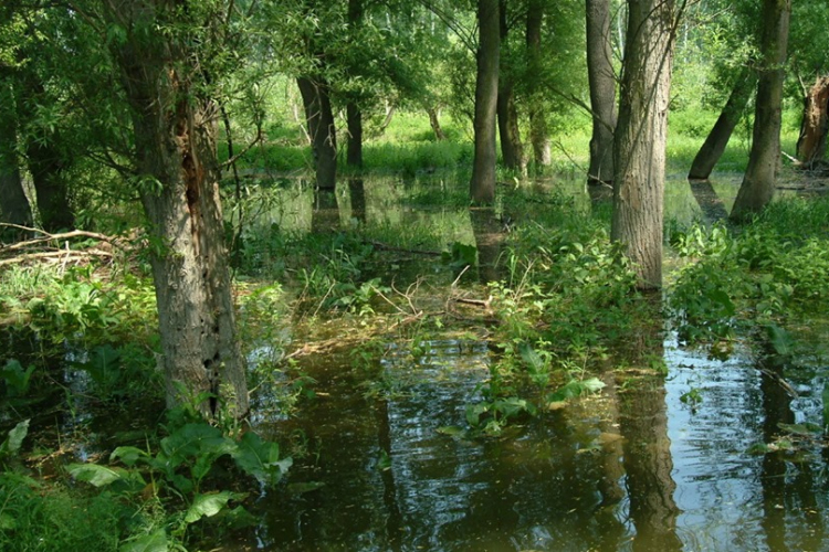 Megindult Szigetközben az elárasztás