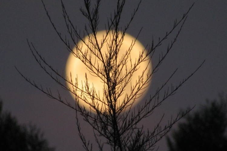 Hajnali ajándékok a Mosoni-Duna partján