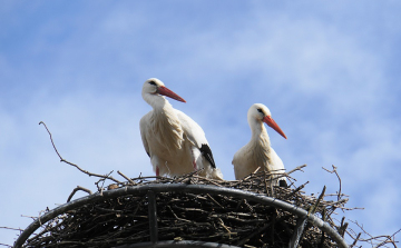 4 343 fészektartóval várja az E.ON a gólyákat