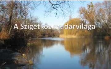 A Szigetköz madárvilága