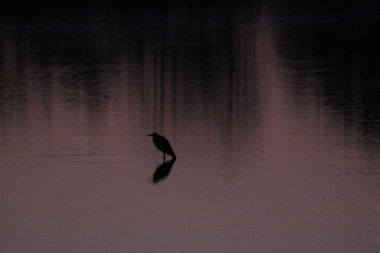 Hanságtól Hanságig - egy Madárbarát naplója