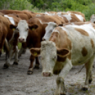 Szigetközi Gulyahajtás 2019