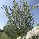 Vadcseresznyefák virágzása a Szigetköz Lelke Pálinkaház birtokán