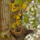 Tilai Gergely online fotókiállítása - díjnyertes képekkel