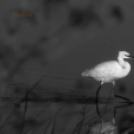 Tilai Gergely online fotókiállítása - díjnyertes képekkel