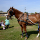 11. Sajtos-Réti fogathajtó verseny 