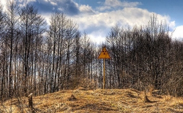 Alig bomlanak le a Csernobil környéki elhalt fák és növények