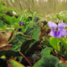 Tilai Gergely online fotókiállítása - díjnyertes képekkel