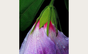 Mályvavirág és a méhecske