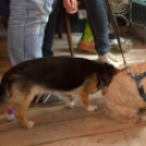 1. Győri Puha Praclik találkozó a Kotyogós Cafféban 