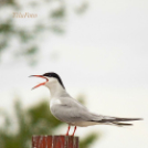 Tilai Gergely online fotókiállítása - díjnyertes képekkel