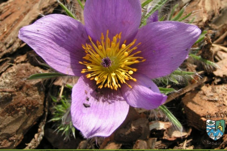 Vállalkozóit köszönti Máriakálnok Önkormányzata