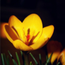 Scháling Anita Fotóalbuma