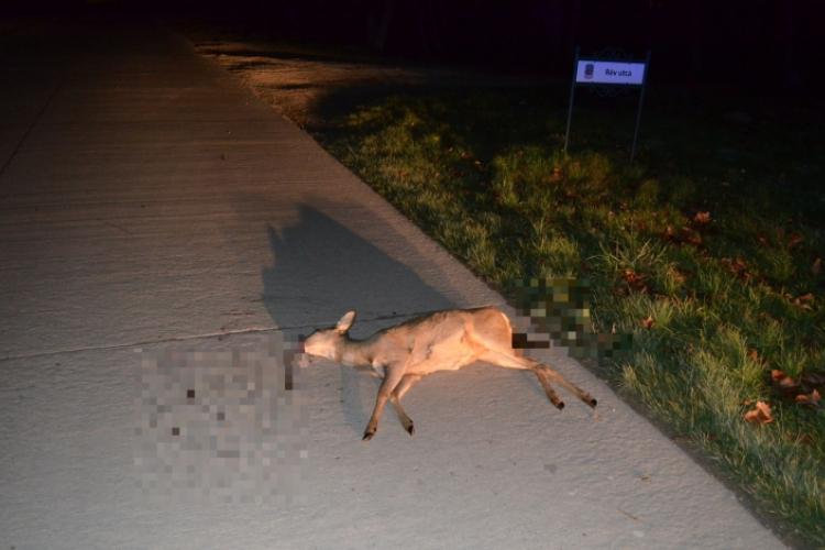Vaddal ütközött Dunakilitin