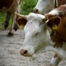 Szigetközi Gulyahajtás 2019