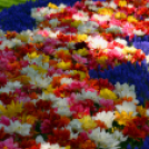 Tavaszváró - Tulipános kert