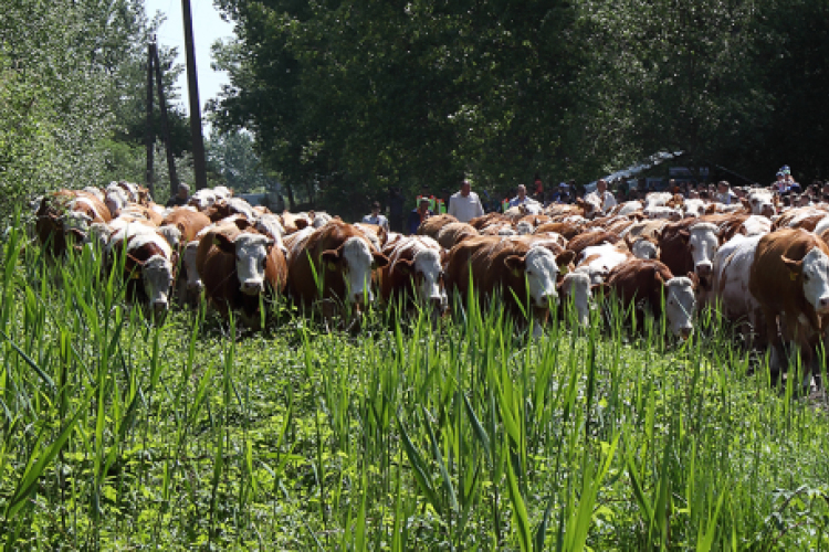 Szigetközi gulyahajtás 2018