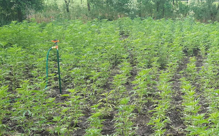 Struccfarmmal álcázott indiaikender-ültetvényt számoltak fel a rendőrök 