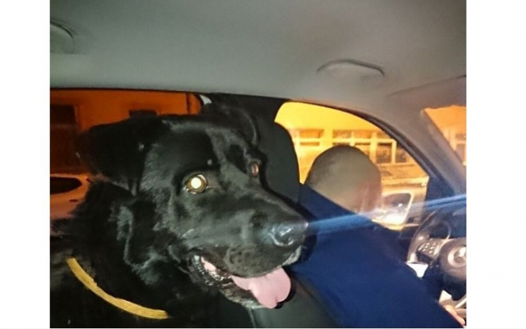 Az eb is tudja, hogy ki segíthet a bajban 