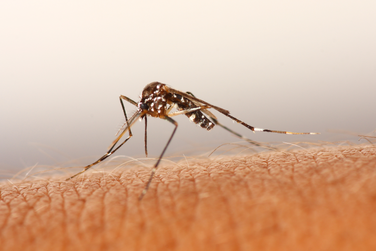 Ismét szúnyoggyérítés a Szigetközben