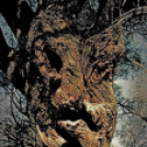  Körtvélyesi László Körte fotóművész munkái