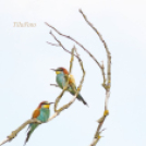 Tilai Gergely online fotókiállítása - díjnyertes képekkel