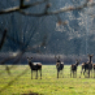 Bánhegyi Photography - Szigetköz képekben