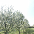 Vadcseresznyefák virágzása a Szigetköz Lelke Pálinkaház birtokán