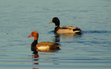 Lipóti madársereg szemle