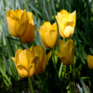 Tavaszváró - Tulipános kert