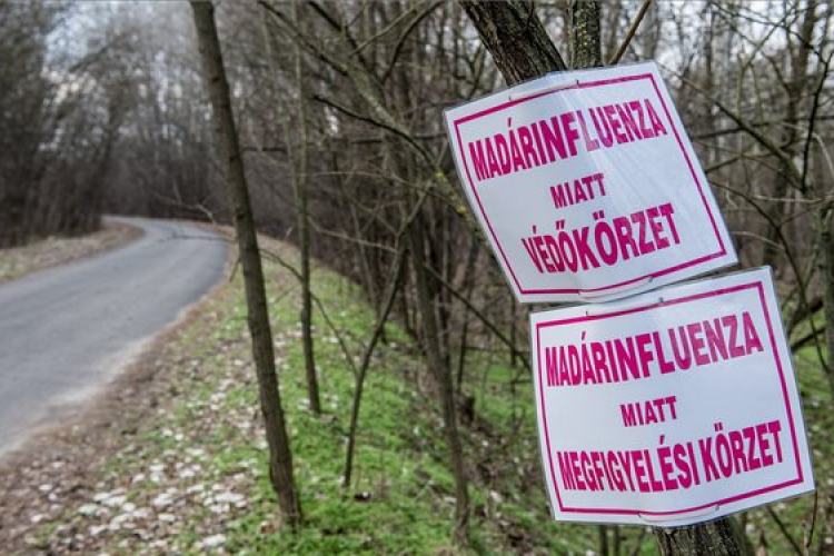 Harmincegy településen mutatták ki a madárinfluenzát Magyarországon
