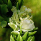 Tavaszváró - Tulipános kert