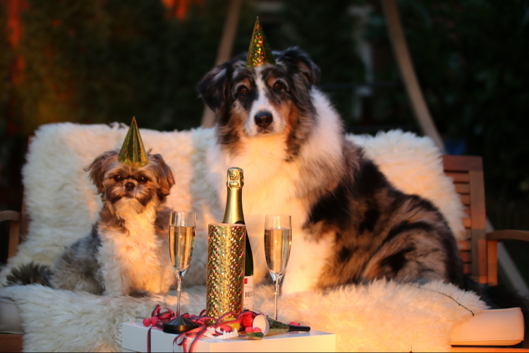 Tanácsok Szilveszterre kutyagazdiknak