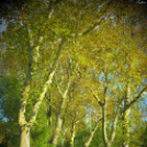 Őszi képek a Szigetközben