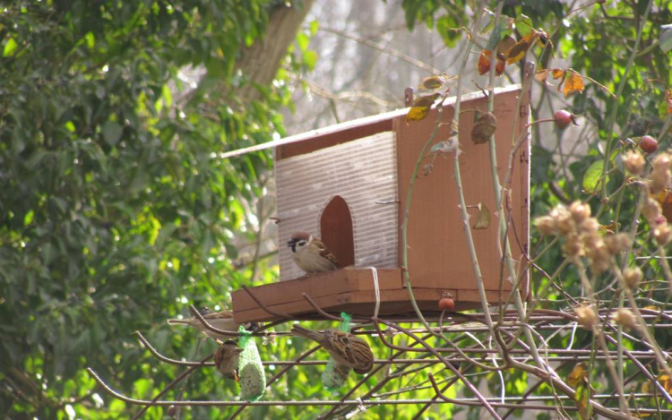 Hogyan (ne) etessük a madarakat?