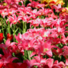 Tavaszváró - Tulipános kert