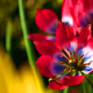 Tavaszváró - Tulipános kert