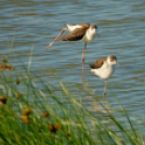 Tilai Gergely online fotókiállítása - díjnyertes képekkel