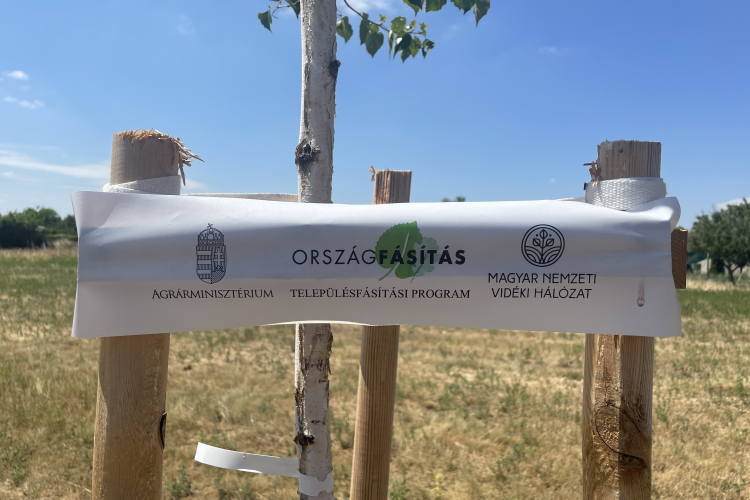 Nyírfaligetet ültettek Újrónafőn 