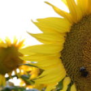 Bánhegyi Photography - Szigetköz képekben