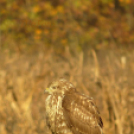Tilai Gergely online fotókiállítása - díjnyertes képekkel