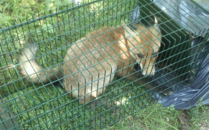 Vadcsapdákat helyeztek ki a Szigetközben