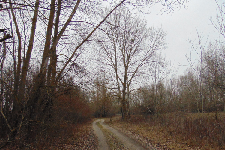 Téli ártér madárvilága - Kalandozások a Szigetközben 6. rész