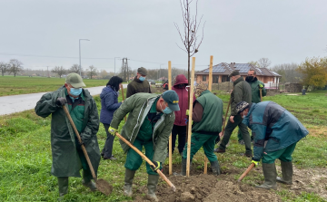 Országfásítás - 30 facsemetét ültettek el Dunakilitin