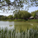 Szigetközi gulyahajtás 2018