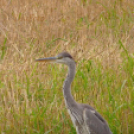 Tilai Gergely online fotókiállítása - díjnyertes képekkel