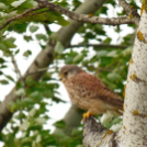 Tilai Gergely online fotókiállítása - díjnyertes képekkel