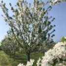 Vadcseresznyefák virágzása a Szigetköz Lelke Pálinkaház birtokán