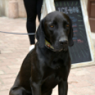 1. Győri Puha Praclik találkozó a Kotyogós Cafféban 