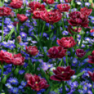 Tavaszváró - Tulipános kert